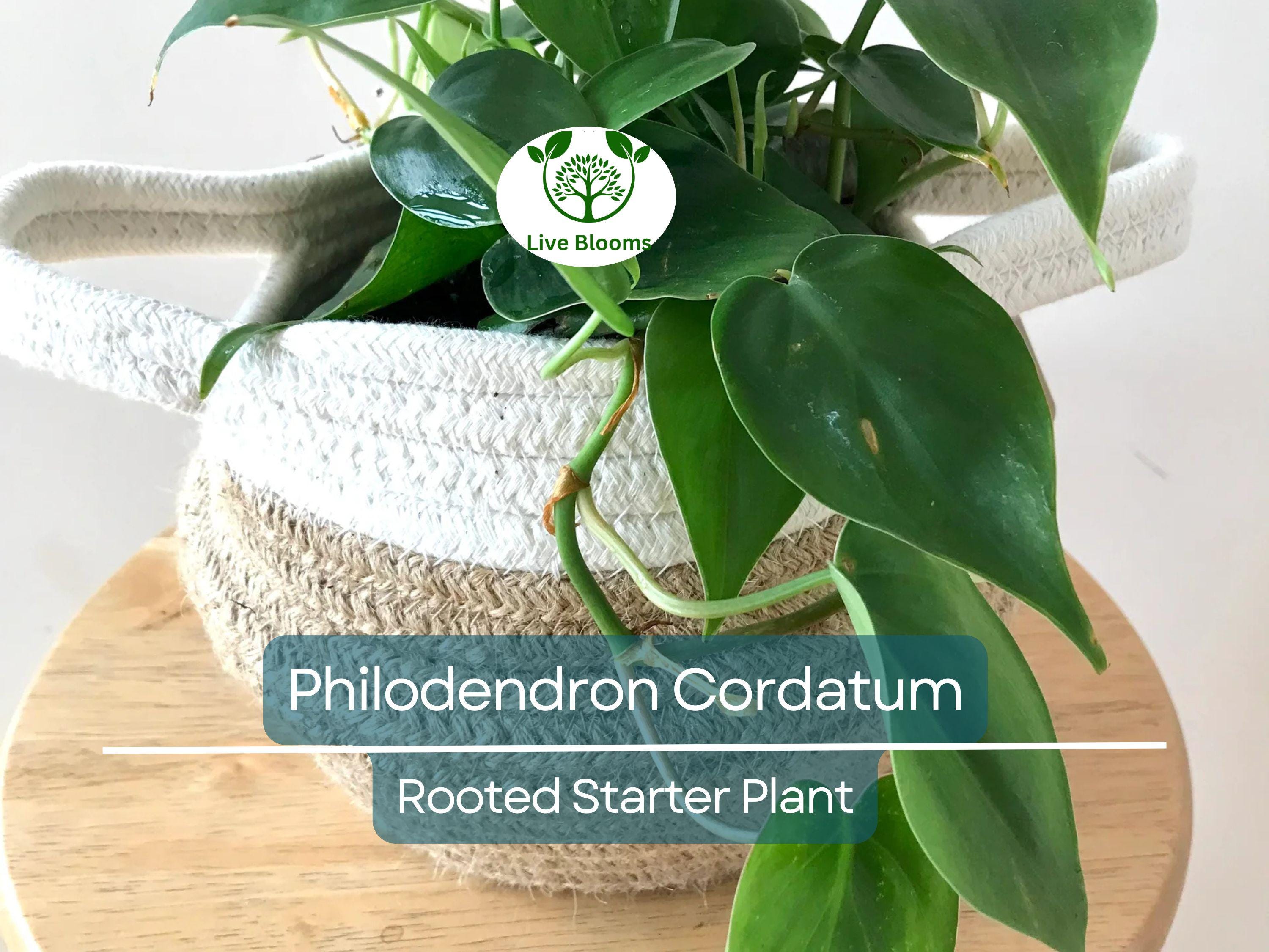 2" Rooted Multi-Cutting Cordatum Starter Plants, Easy to Grow, Ideal for Indoor/Outdoor, Philodendron Cordatum, Heartleaf Vine Cuttings