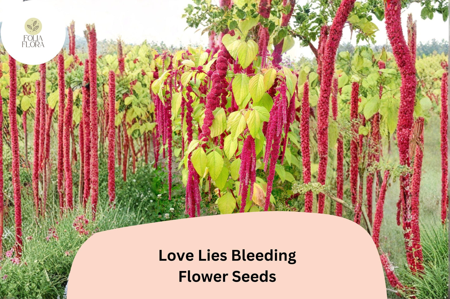 Love Lies Bleeding Seeds – 100 Amaranthus caudatus | Ornamental Trailing Red Flower