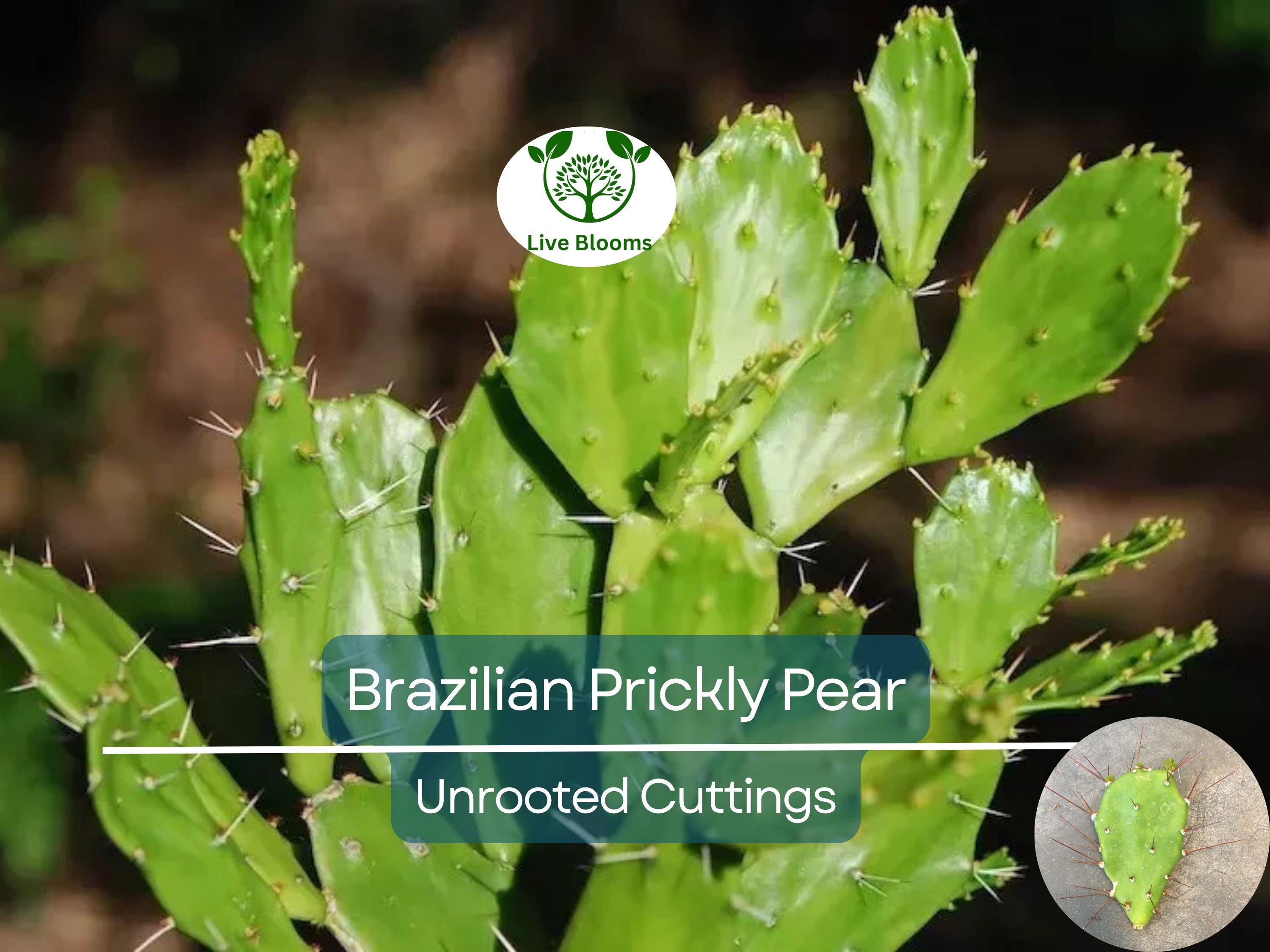 1 Brasiliopuntia brasiliensis (Brazilian Prickly Pear) Unrooted Cutting 1-2" – Treelike Cactus for Propagation, Gardening & Xeriscaping