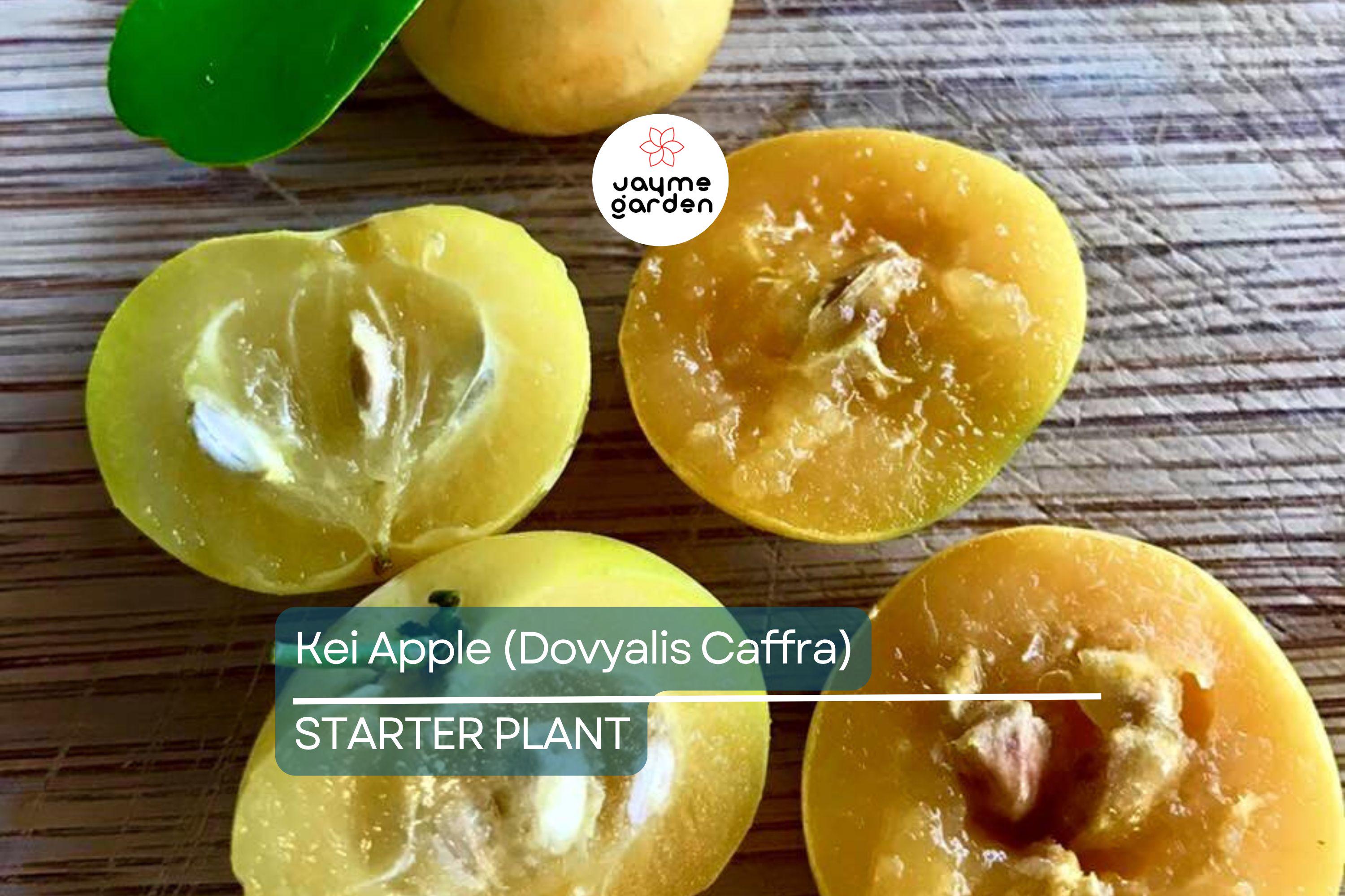 Kei Apple Seedling | 14" Tall Live Plant (Dovyalis caffra) | Organic Rare Fruit Tree | Tropical Starter Plant | Ready to Grow