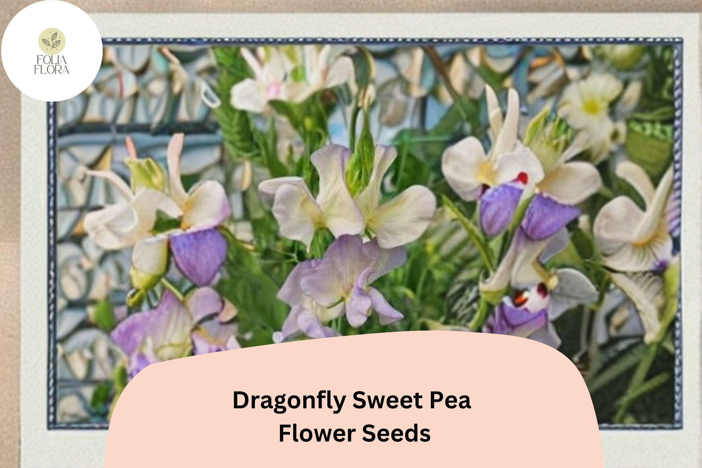 Dragonfly Sweet Pea Seeds | Lathyrus odoratus Bicolor Winged Blooms Garden Planting (50+ Seeds)
