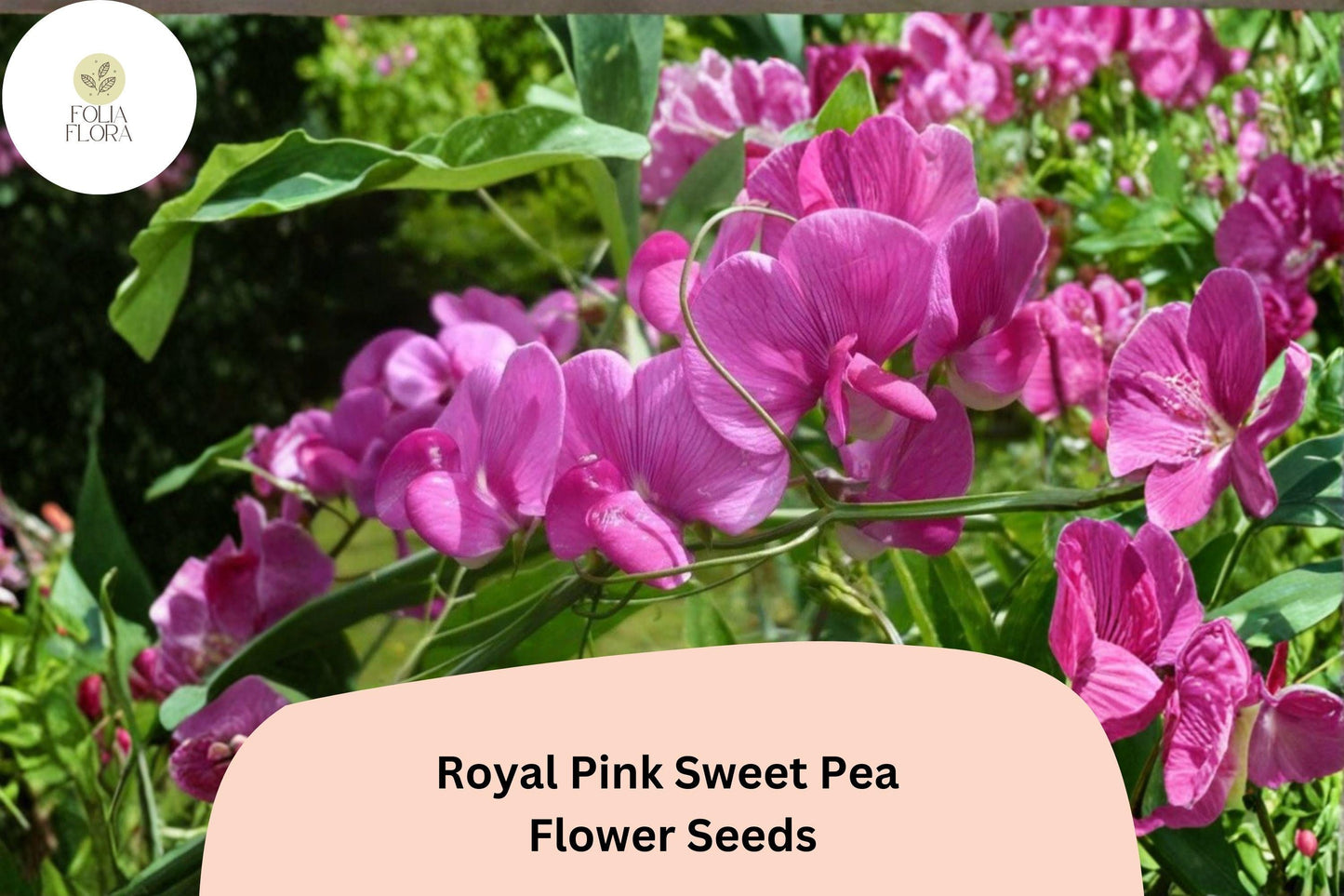 Royal Pink Sweet Pea Seeds | Lathyrus odoratus Climbing Vine (50+ Seeds) for Garden Planting