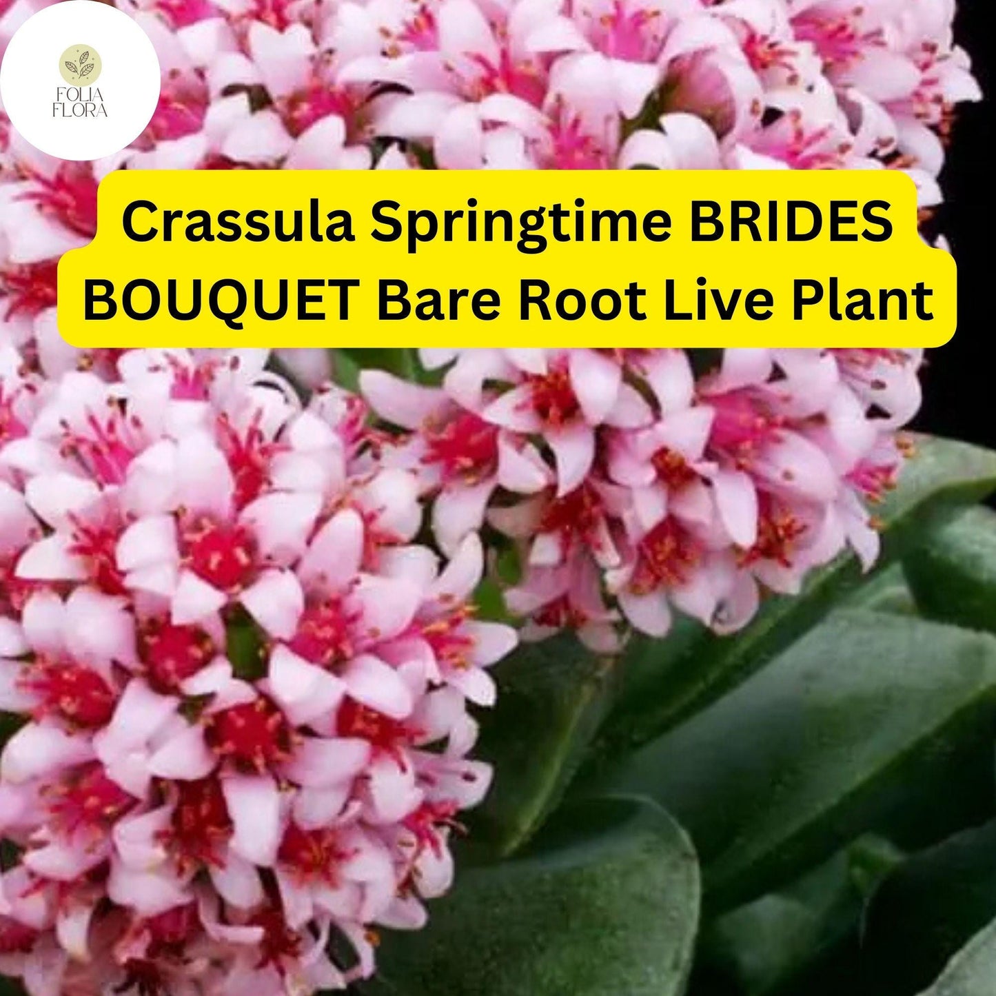 Crassula ‘Springtime’ Bride’s Bouquet | 1 Bare Root Live Succulent | Compact, Clusters of Pink Blooms, Easy-Care Houseplant