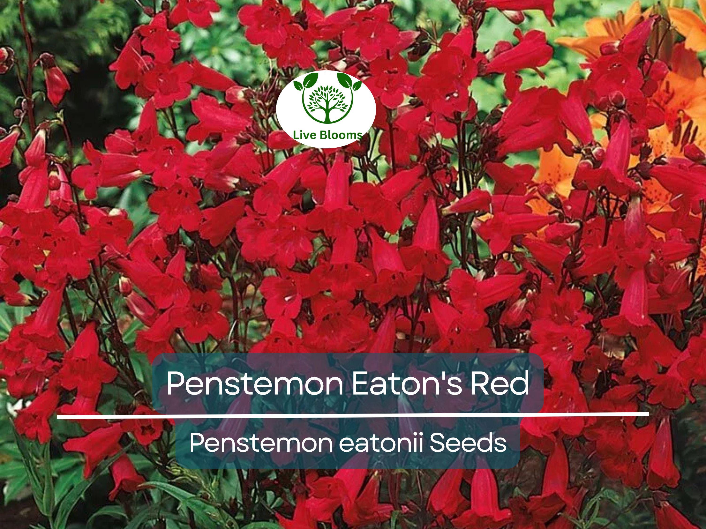200 Seeds Penstemon Eaton's Red, Hummingbird Perennial Beardtongue, Non-GMO, Vibrant Red Flowers, Attracts Pollinators, Hardy Garden Plant