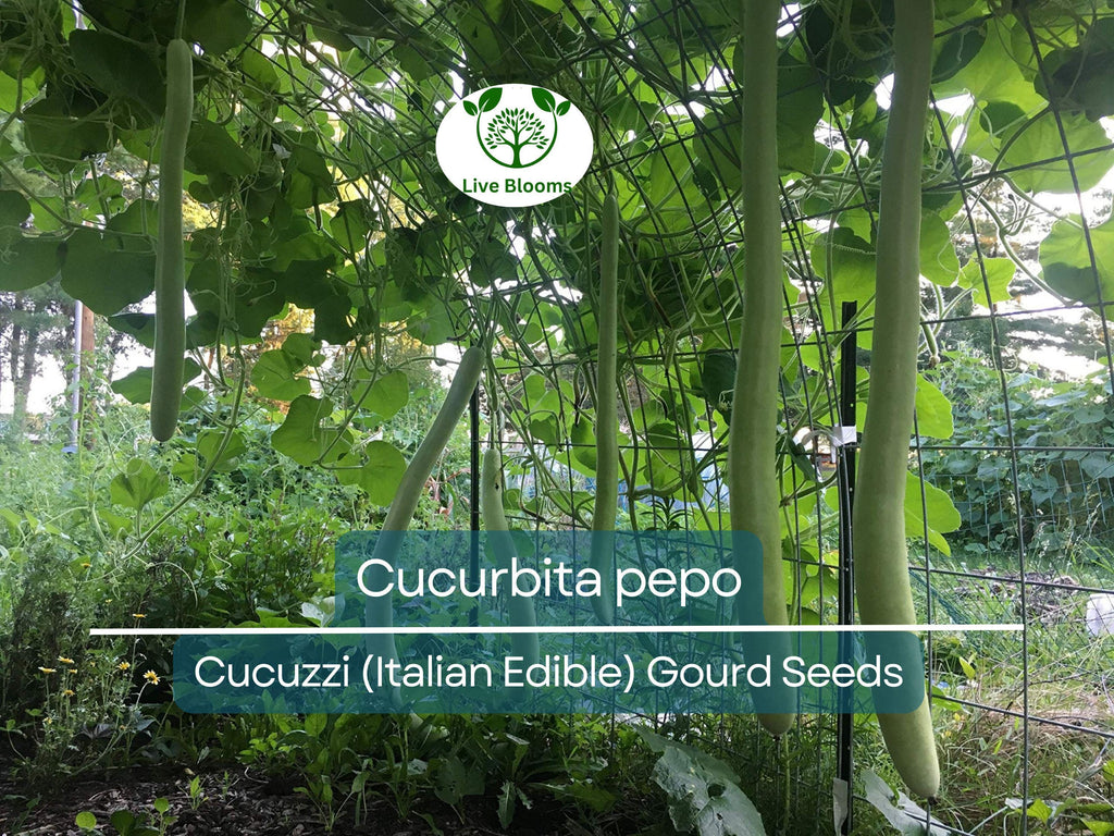 10 Seeds Cucuzzi Italian Edible Gourd (Cucurbita pepo) – Long, Tender, Non-GMO, Perfect for Cooking, Easy to Grow, Organic Garden Planting