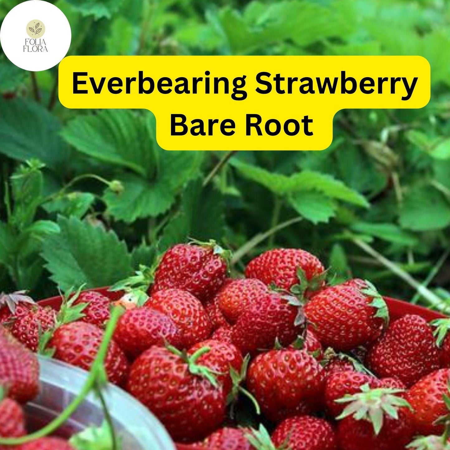 Everbearing Albion Strawberry Plants | 10 Bare Root Pack | Zones 4-9