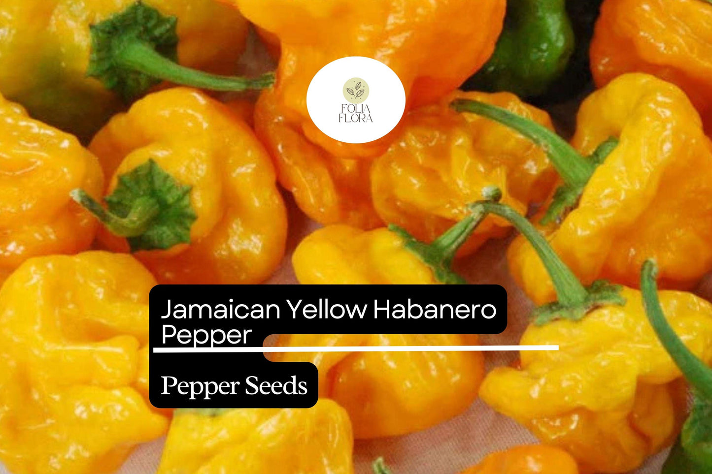 25 Jamaican Yellow Habanero Pepper Seeds – Capsicum chinense – Extra-Hot Chili, Fruity & Citrusy Flavor, Non-GMO, 200,000–300,000 Scoville