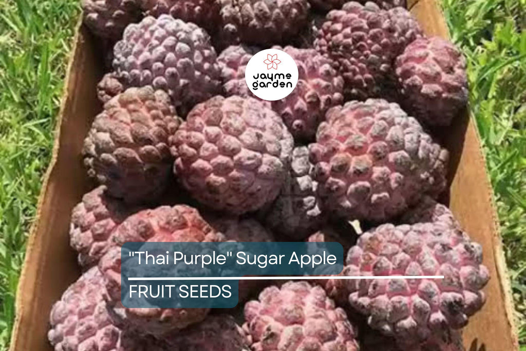 10 Thai Purple Sugar Apple Seeds (Annona squamosa) – Rare Sweet Tropical Fruit Tree