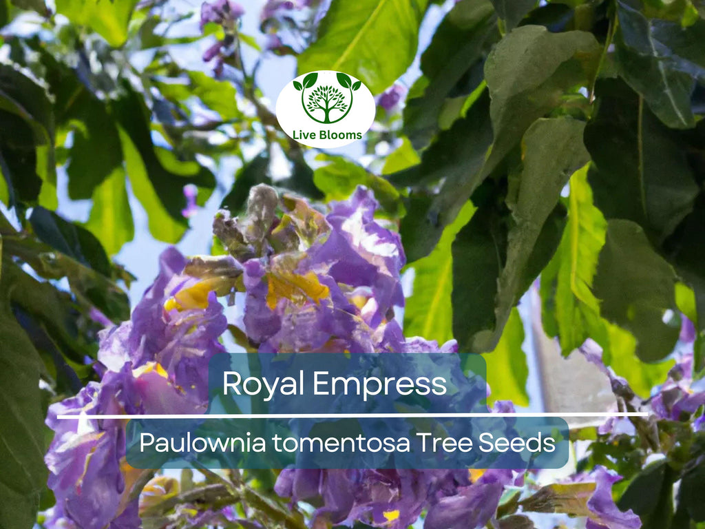 100 Royal Empress Tree Seeds (Paulownia tomentosa), Purple Flowers, Fast-Growing Tree, Decorative Tree, Garden Starter, Landscape Plant