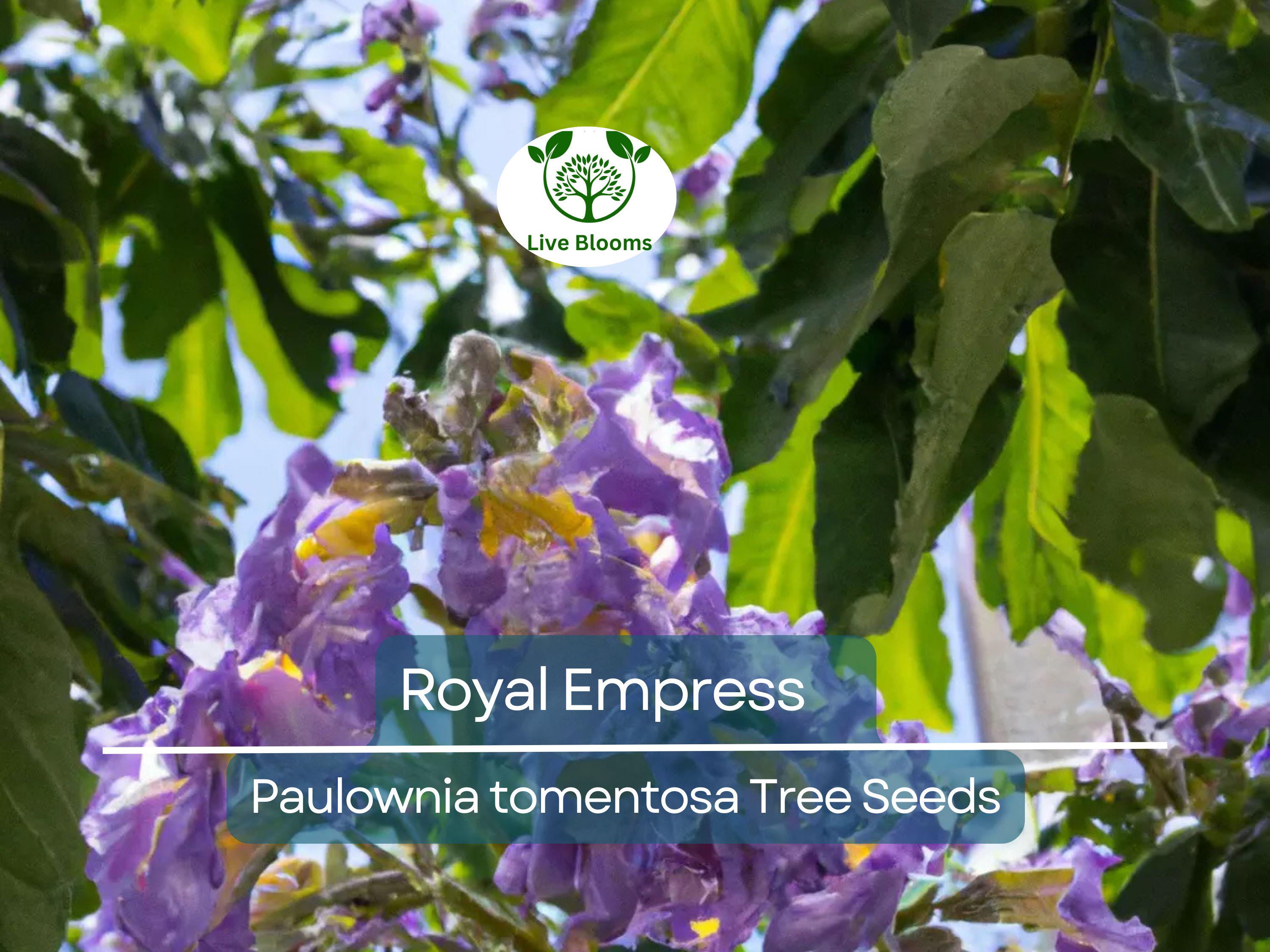 100 Royal Empress Tree Seeds (Paulownia tomentosa), Purple Flowers, Fast-Growing Tree, Decorative Tree, Garden Starter, Landscape Plant