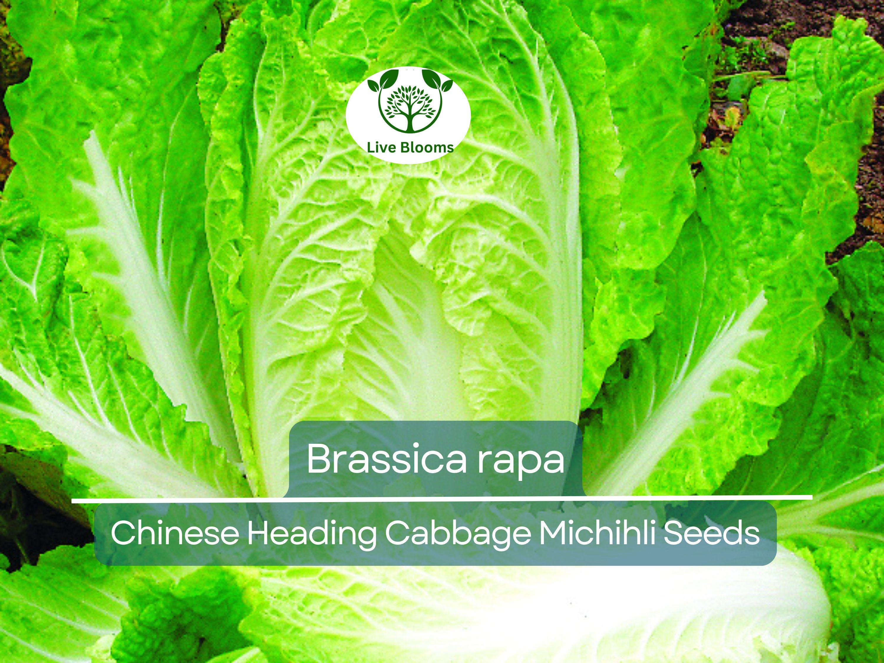150 Seeds Chinese Heading Cabbage Michihli - Brassica rapa | Heirloom Seeds for Planting, Gardening & Crisp Harvests