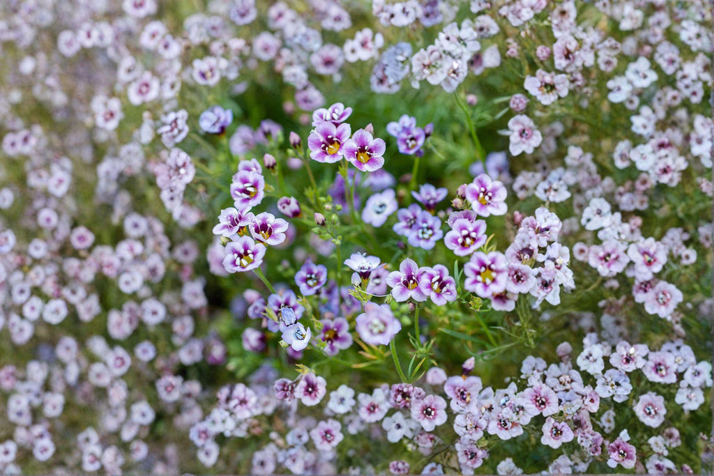 Bird’s Eyes – Gilia tricolor 100 Seeds | California Native | Blue & Purple Blooms | Easy Annual