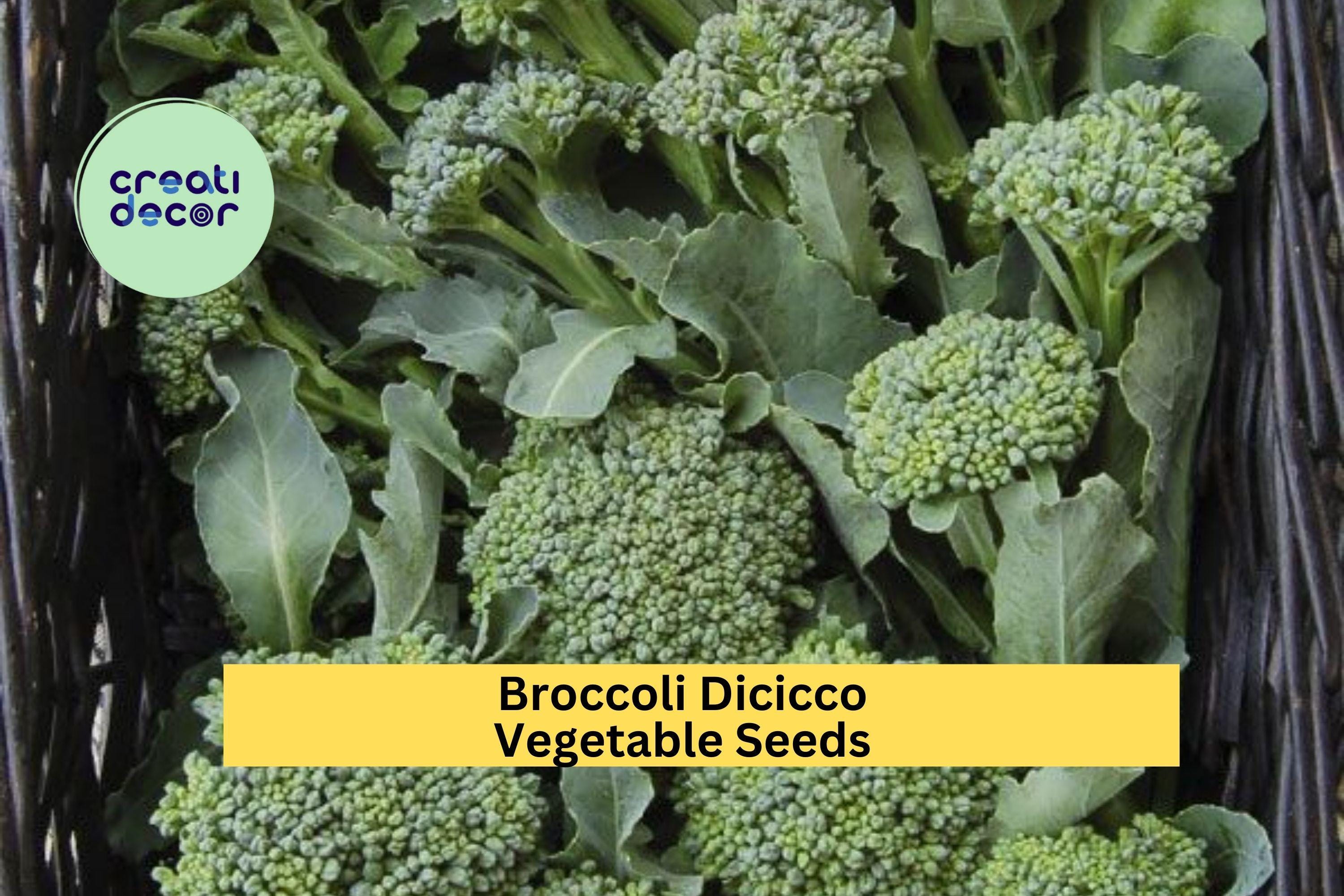 3pcs of 1g Broccoli Di Cicco Seeds for Planting – Italian Heirloom Variety for Home Garden Vegetable Harvests Seeds for Planting
