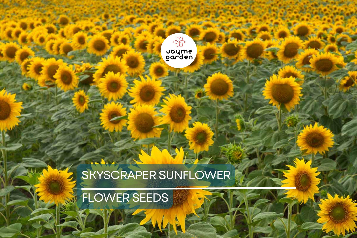 50 Skyscraper Sunflower Seeds – Heirloom, Non-GMO, Giant Blooms, USA Seller