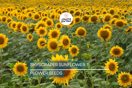 50 Skyscraper Sunflower Seeds – Heirloom, Non-GMO, Giant Blooms, USA Seller
