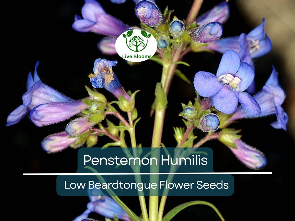100 mg Seeds Penstemon Humilis (Low Beardtongue) for Planting | Hardy Perennial Wildflower for Rock Gardens and Pollinator Habitats