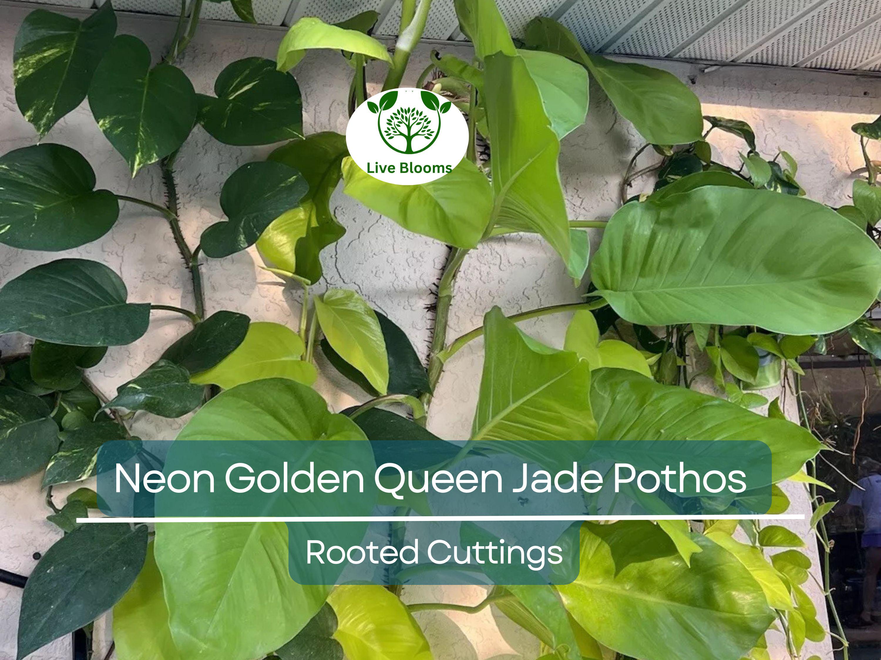 2x 10” Rooted Pothos Cuttings | Neon Golden Queen Jade Philodendron Plant | Easy Care Houseplant, Indoor Vine, for Decor & Propagation