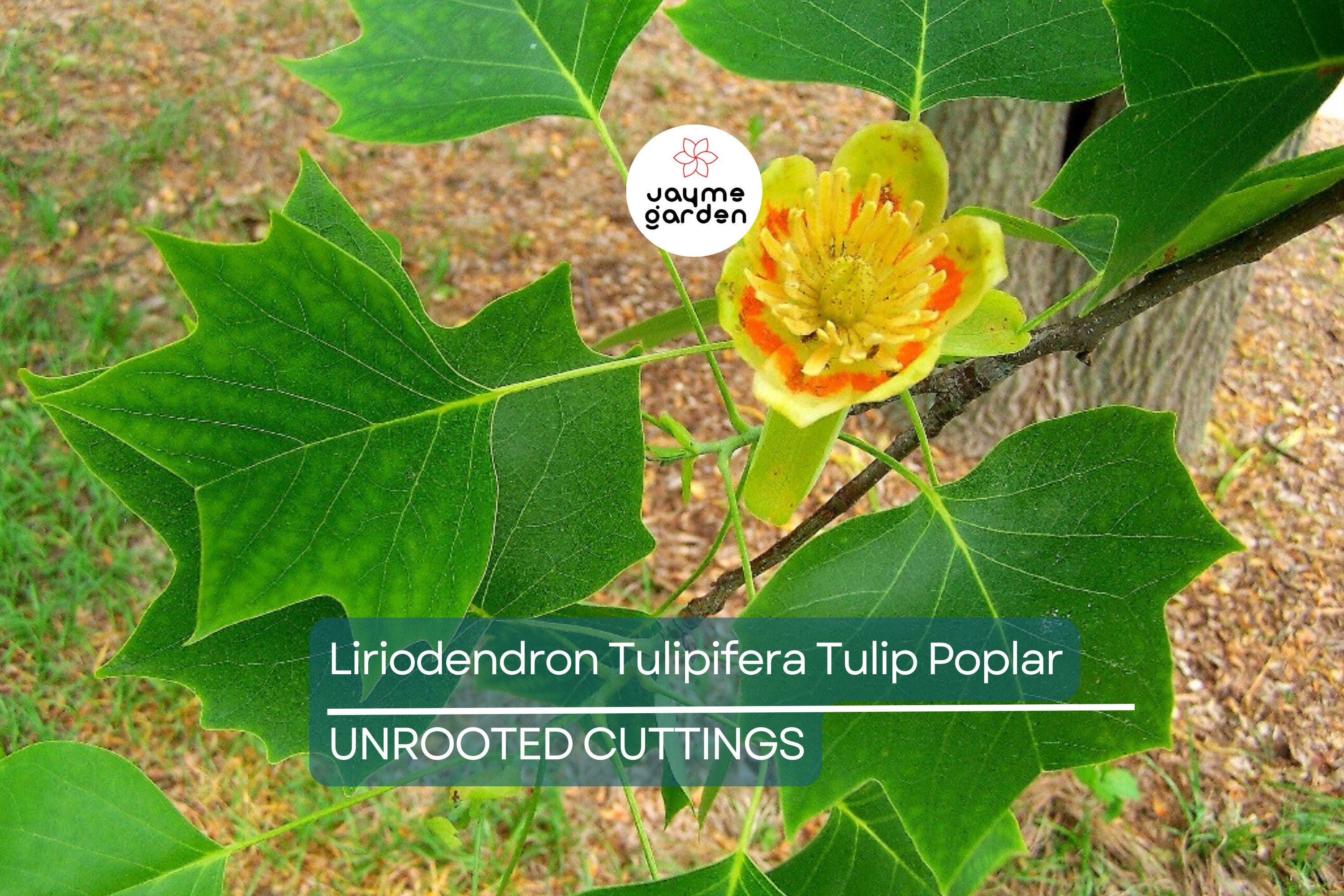 Tulip Poplar Tree Cuttings - 7 Live 12" Cuttings, Fast-Growing, Yellow Flowers, USDA Zones 4-9, Perfect for Shade or Street Trees