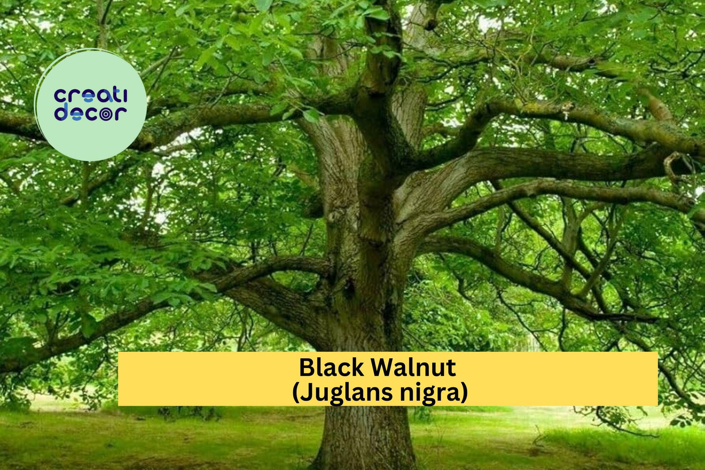 Black Walnut Tree Seedlings | 3 Live Bare Root Plants | 12–16" Tall Juglans nigra Native Hardwood Trees