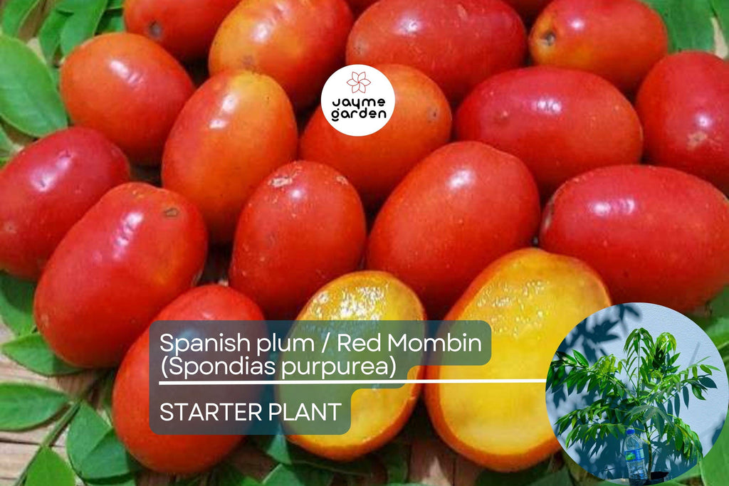 Spanish Plum / Red Mombin Live Spondias Purpurea Tree 12″-24″ | Sweet-Tart Tropical Fruit | Hardy Drought-Tolerant Starter Plant