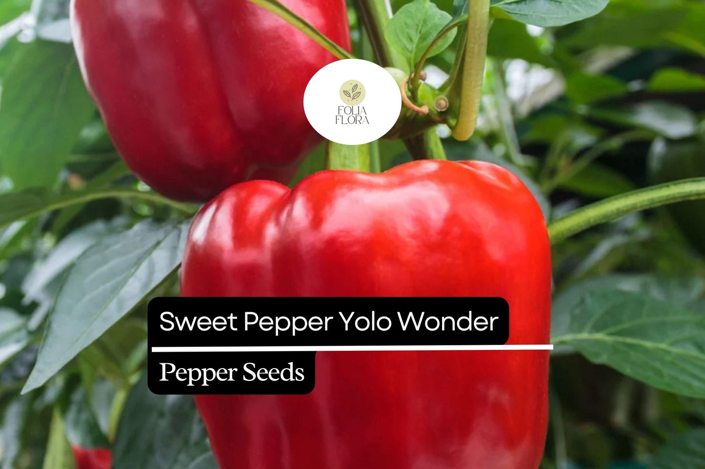 25 Sweet Yolo Wonder L Pepper Seeds – Capsicum annuum – Red Bell Pepper, Heirloom, Non-GMO, Sweet & Crisp Flavor