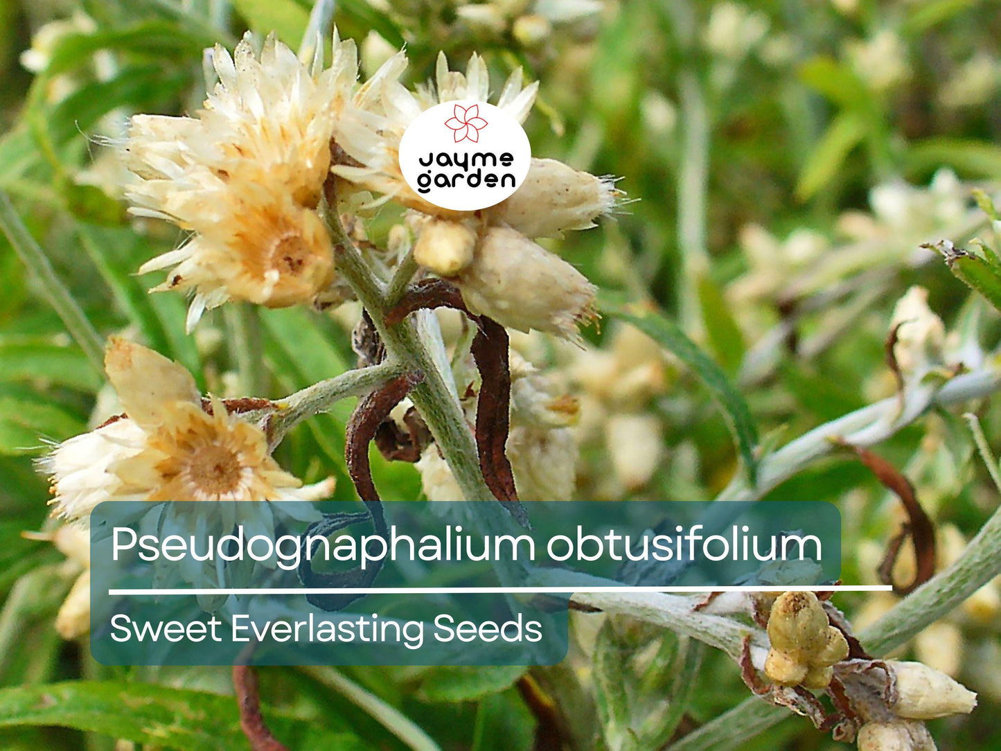 500 Seeds Pseudognaphalium Obtusifolium | Sweet Everlasting for Planting | Native Perennial Wildflower Pollinator Friendly Drought Tolerant