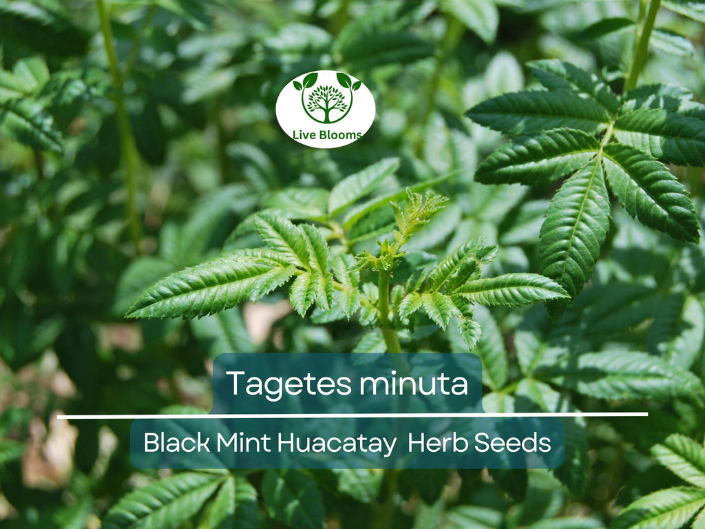 100 Black Mint Huacatay Seeds for Planting - Peruvian Herb, Tagetes minuta, Aromatic Herb for Cooking, Easy to Grow