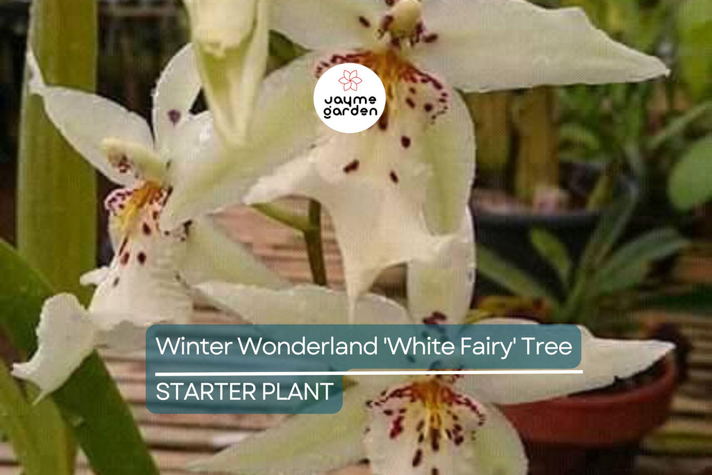 Winter Wonderland 'White Fairy' Orchid Dendrobium, Fragrant, 4–6" Bare Root Seedling