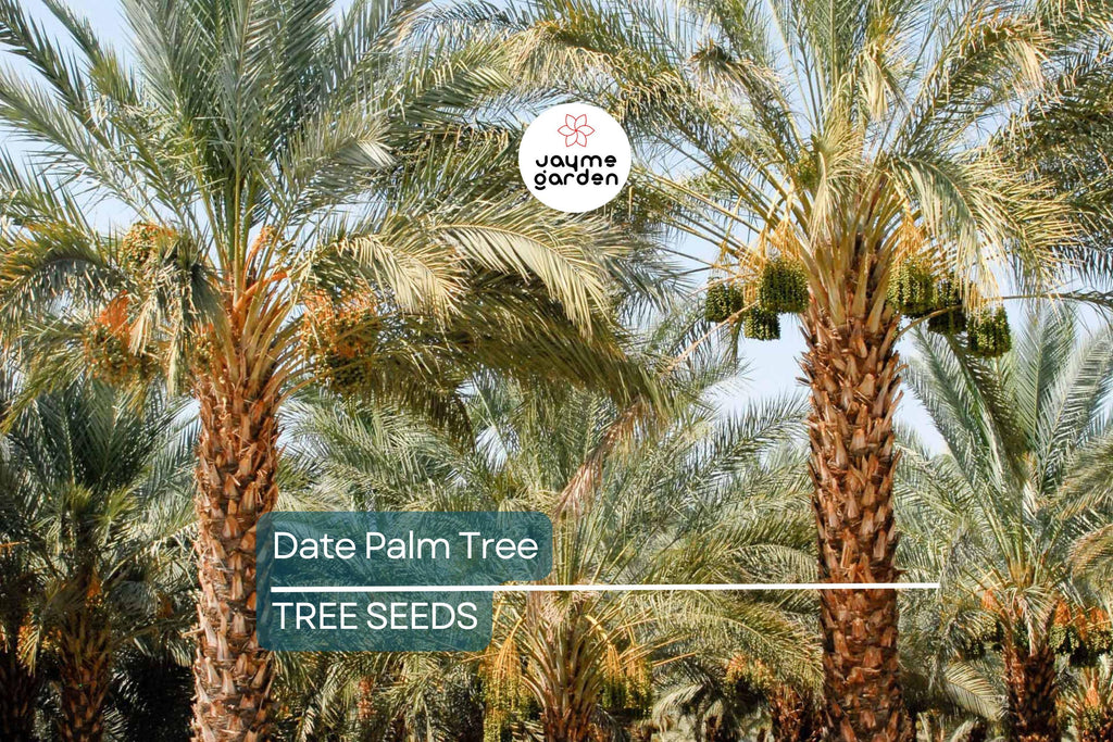 5 Date Palm Tree Seeds (Phoenix dactylifera) – Edible Fruit, Hardy to Zone 8