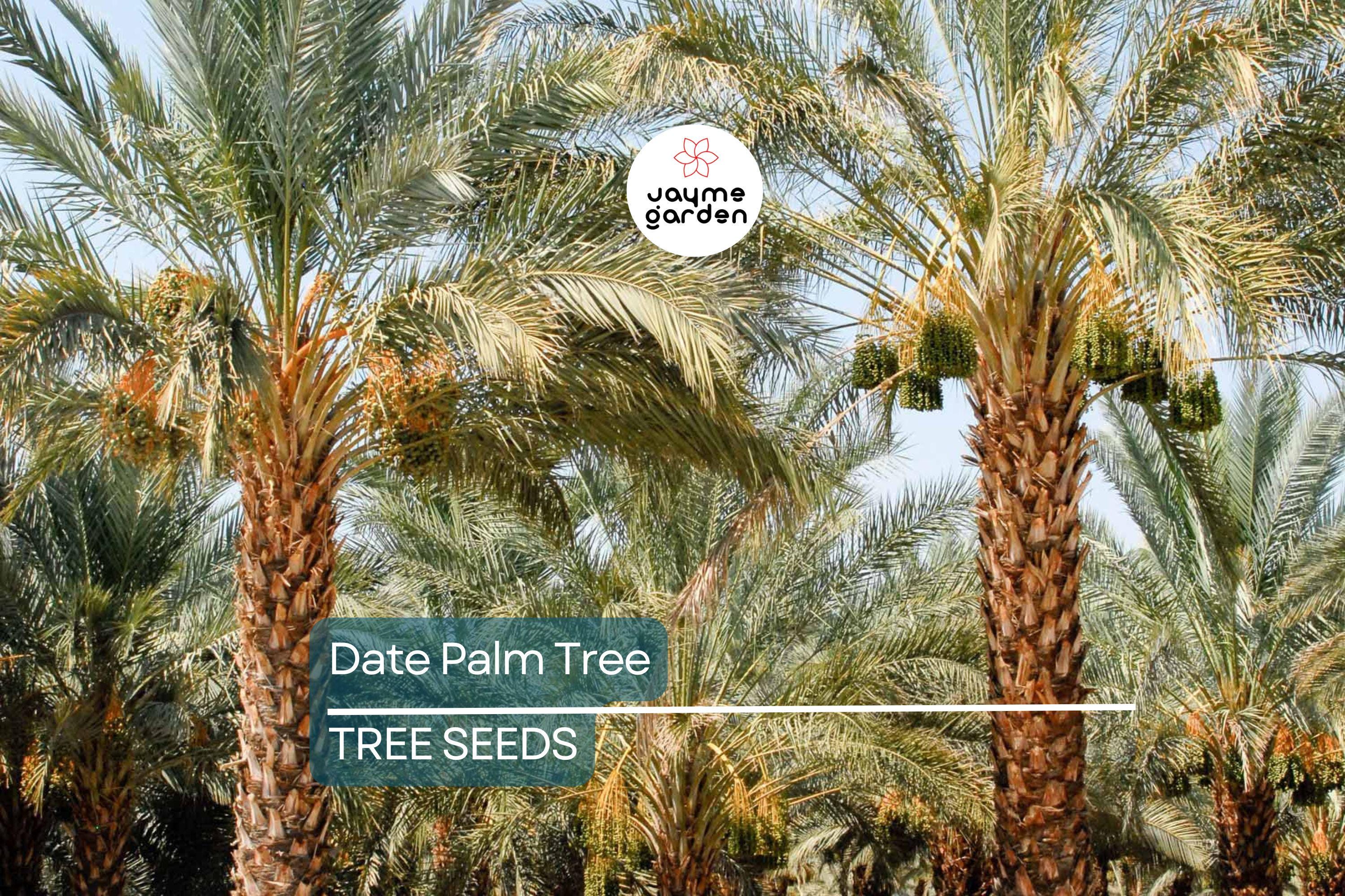 5 Date Palm Tree Seeds (Phoenix dactylifera) – Edible Fruit, Hardy to Zone 8