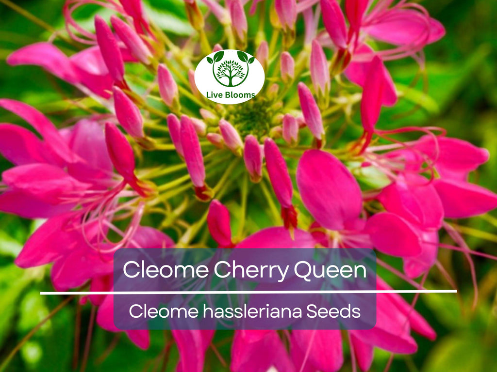 200 Seeds Cleome Cherry Queen, Spider Plant, Attracts Butterflies & Bees, Non-GMO, Vibrant Pink Flowers, Cleome hassleriana