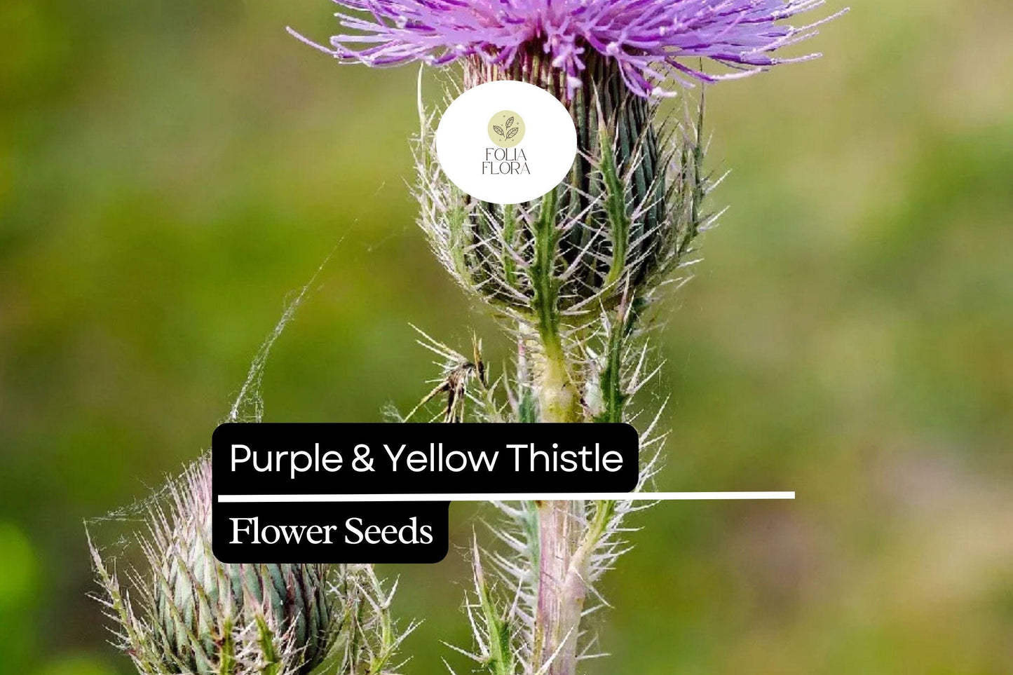 Purple & Yellow Thistle | 25 Seeds | Cirsium horridulum | Hardy Native Wildflower for Pollinators and Natural Landscapes