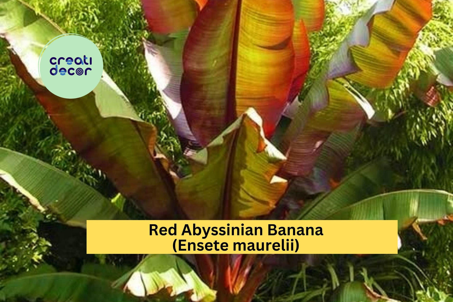 Red Abyssinian Banana Plant | Ensete maurelii Live Starter | Ornamental Tropical False Banana Tree for Patio, Garden, or Container