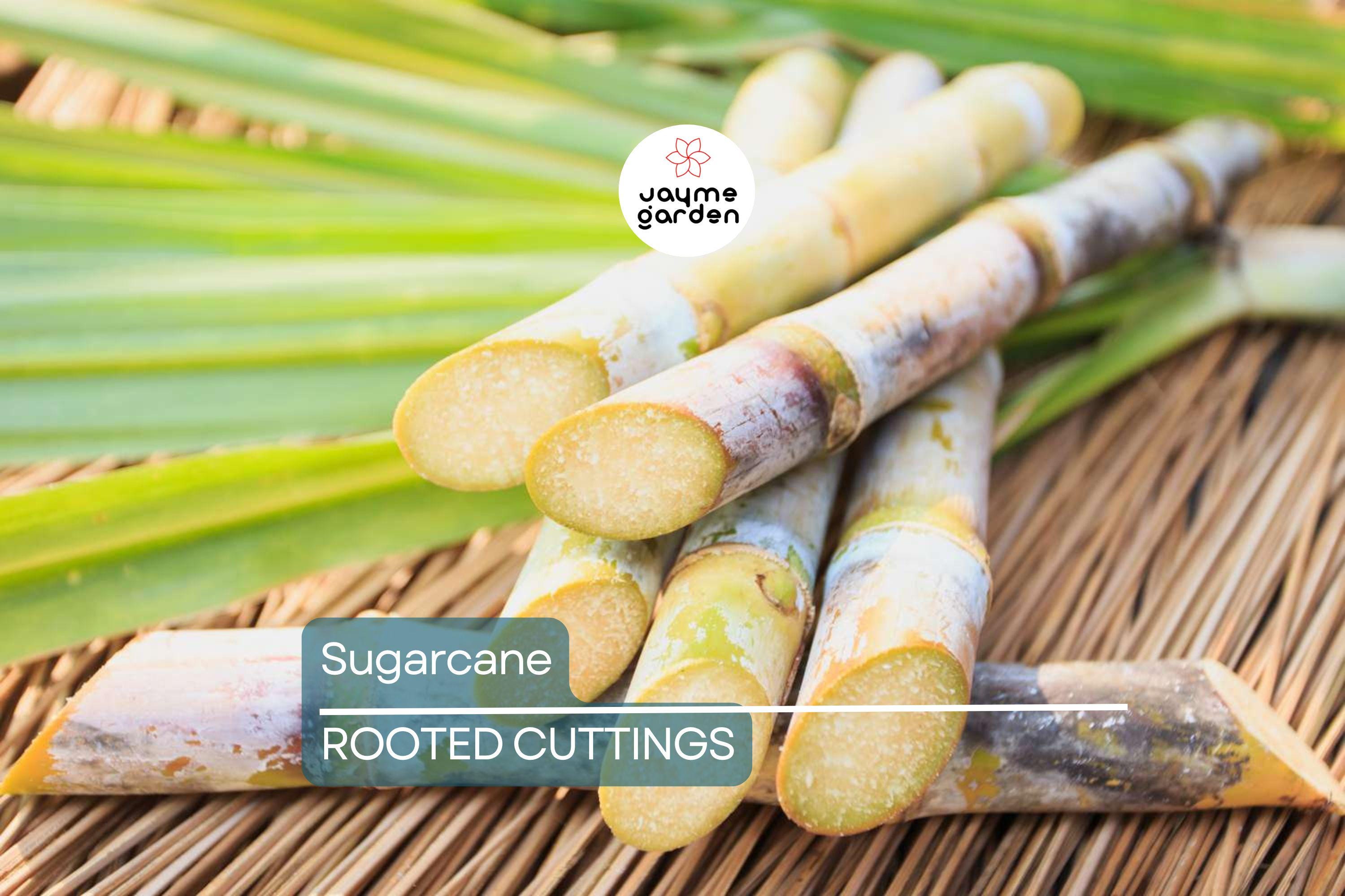5 Rooted Sugarcane Cuttings – Sweet & Juicy – Tropical Live Plant – Ready to Plant – Fast Growing – Fresh Organic Stalks