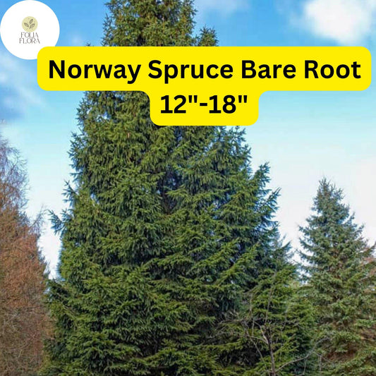 1 Live Bare Root Plant Norway Spruce Tree, Picea abies, 12"-18", Hardy Evergreen for Privacy & Landscaping