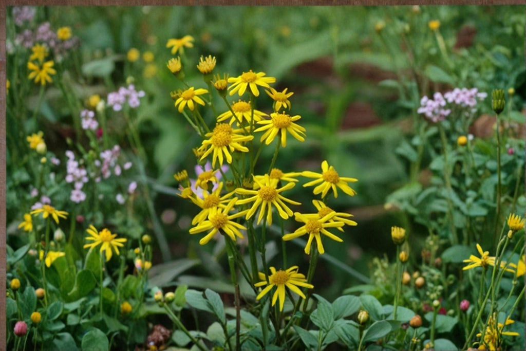Golden Ragwort Seeds – Packera Aurea, Native Perennial, Early Spring Bloom (75 Seeds)