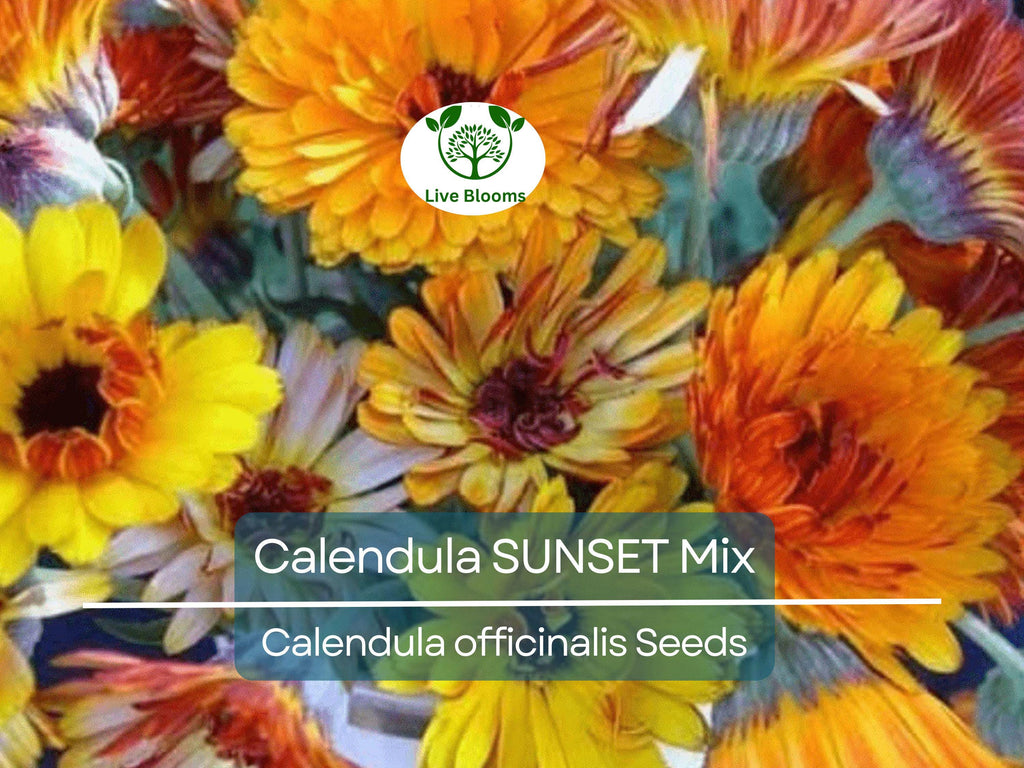 50 Seeds Calendula SUNSET Mix Double Blooms (Calendula officinalis), Bi-Colored, Heirloom, Edible Flowers, Non-GMO, Perfect for Gardens