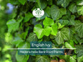 12 English Ivy Live Bare Root Plants - Groundcover - Hedera helix, Super Hardy, Fast Growing, Evergreen Vine