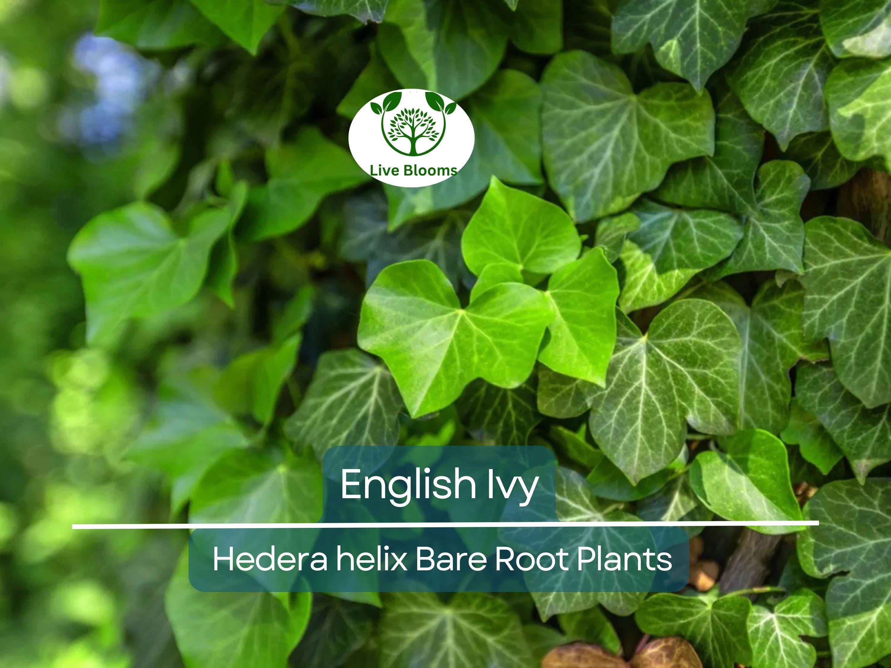 12 English Ivy Live Bare Root Plants - Groundcover - Hedera helix, Super Hardy, Fast Growing, Evergreen Vine