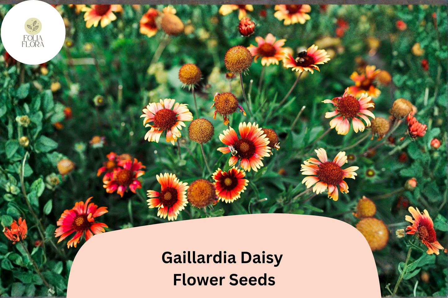200+ Gaillardia Daisy Seeds | Gaillardia pulchella | Blanket Flower | Red Yellow Perennial Blooms