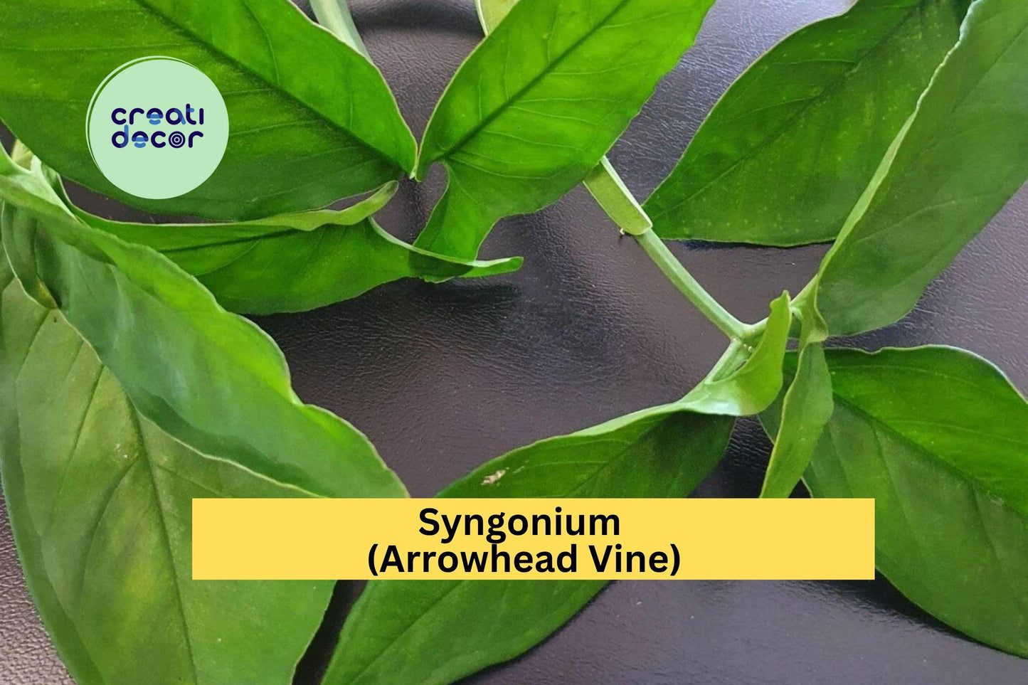Rare Green Syngonium | 5 Air-Rooted Leaf Cuttings | Easy Propagation Indoor Plant Starter