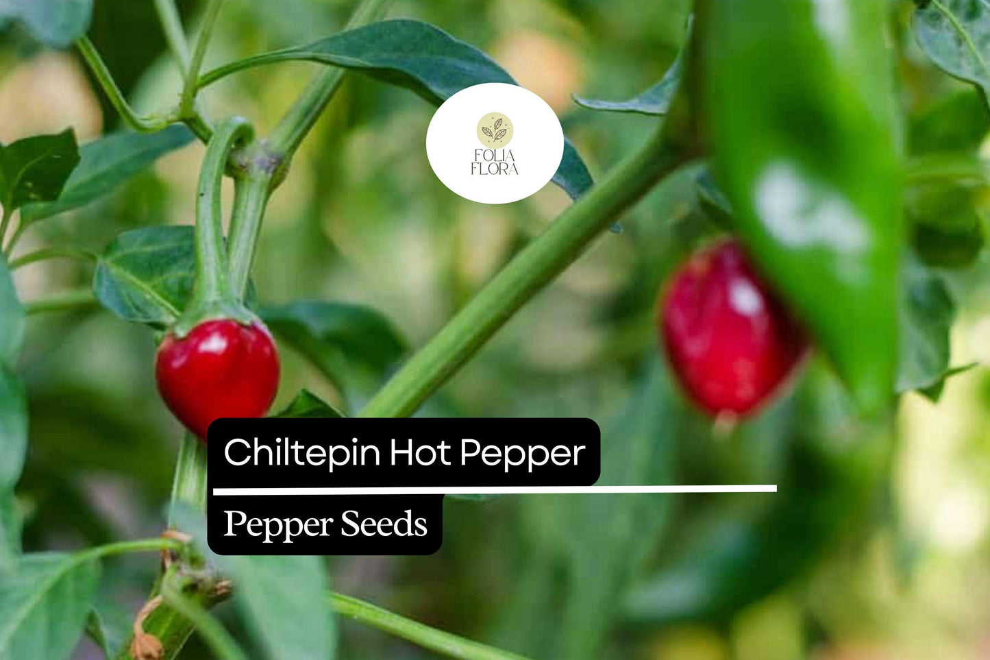 25 Seeds Chiltepin Pepper (Capsicum annuum var. glabriusculum) – Wild Hot Pepper with Bold Heat and Unique Flavor