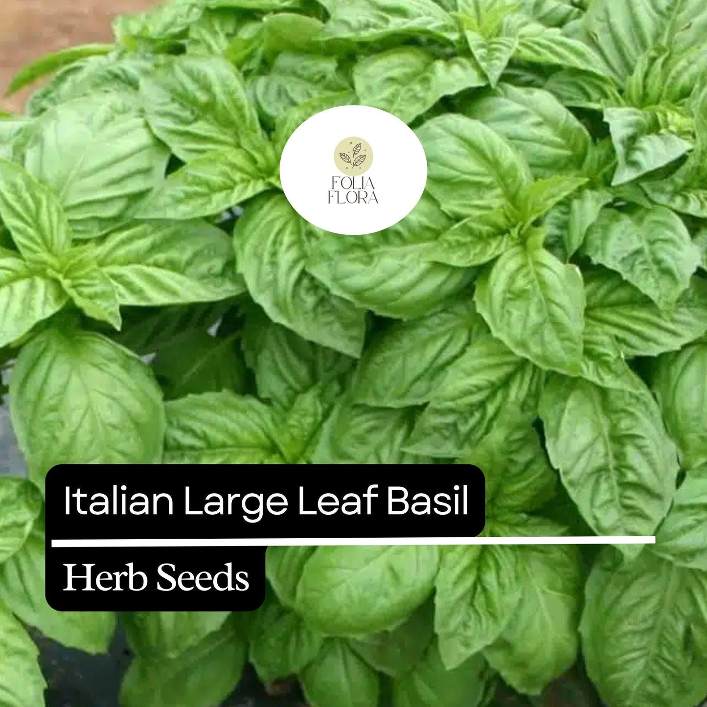 200 Italian Large Leaf Basil Seeds – Heirloom, Non-GMO, Aromatic & Flavorful Herb