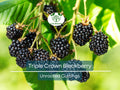 15 TRIPLE CROWN BLACKBERRY Scion Cuttings (Rubus fruticosus) for Rooting or Grafting, 8-10", Heirloom, Sweet Blackberry Bush