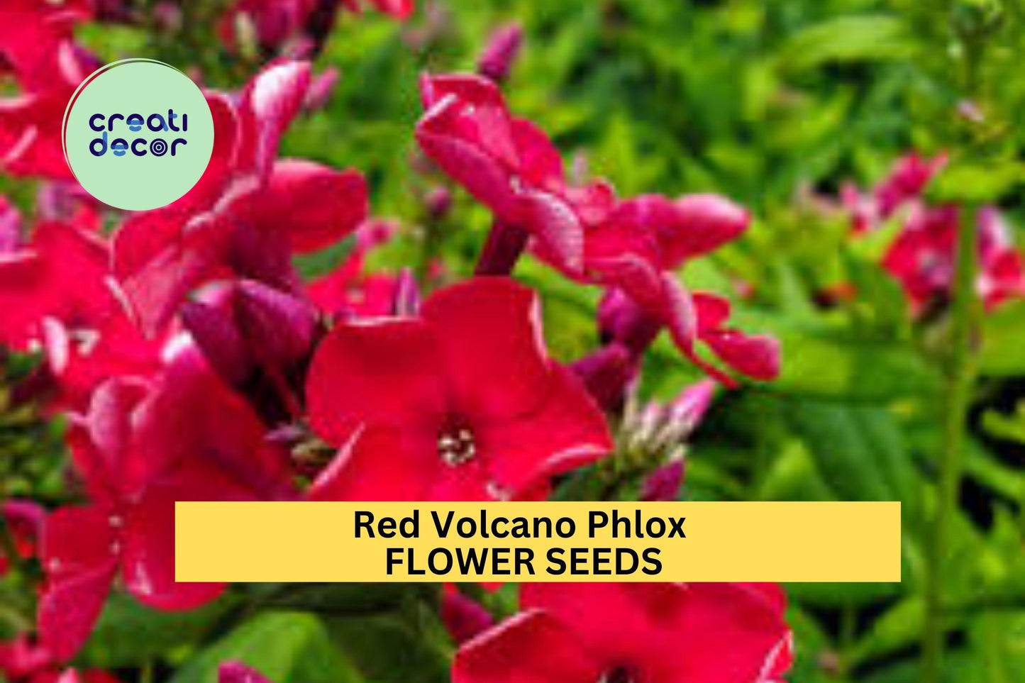 100+ Red Volcano Phlox Seeds – Bold Red Cluster Blooms for Garden Planting, Fragrant Perennial for Pollinator Gardens & Borders – USA
