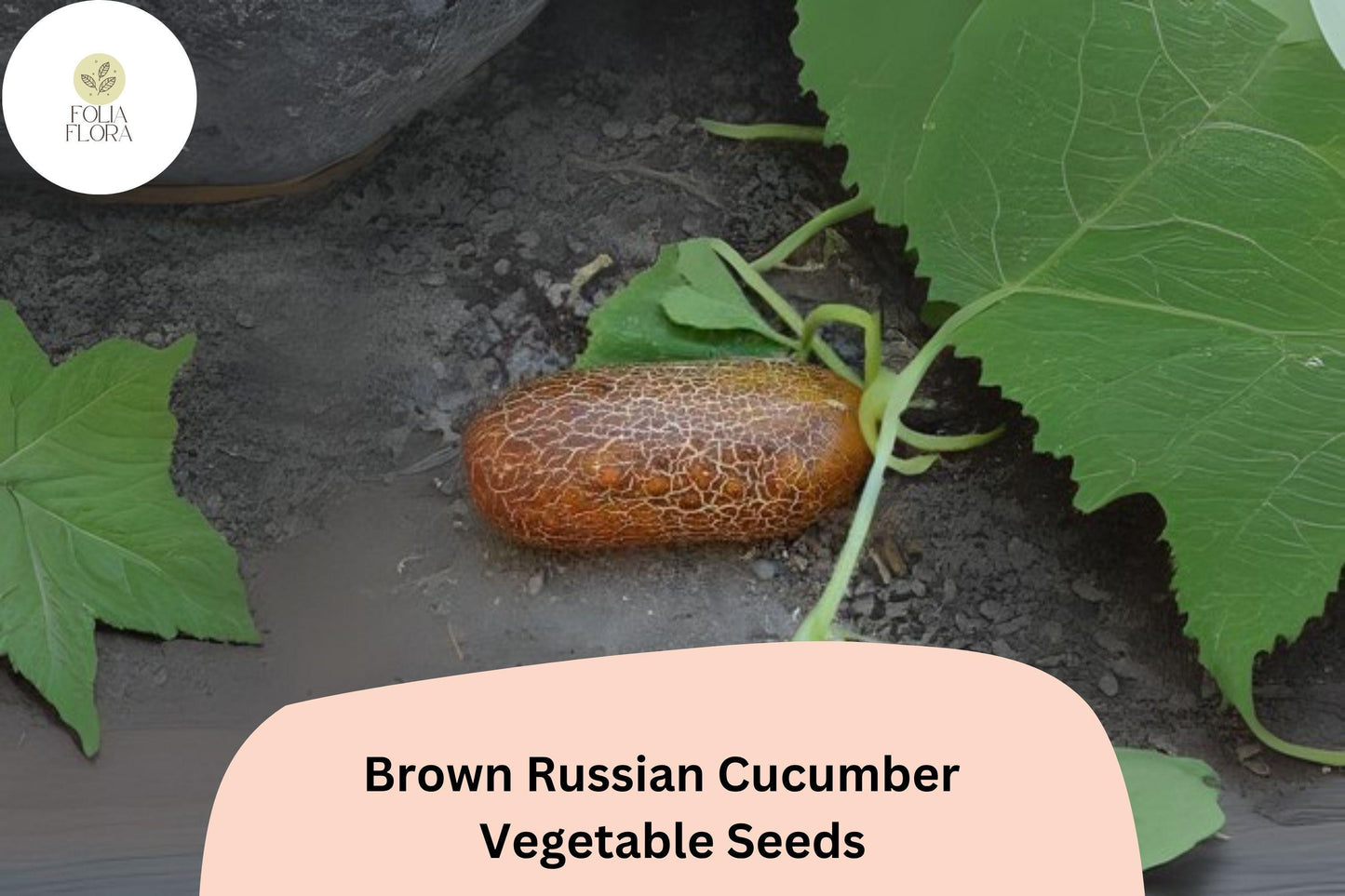 25+ Brown Russian Cucumber Seeds | Rare Heirloom Variety | Crisp Sweet Flavor | Non-GMO Garden Planting