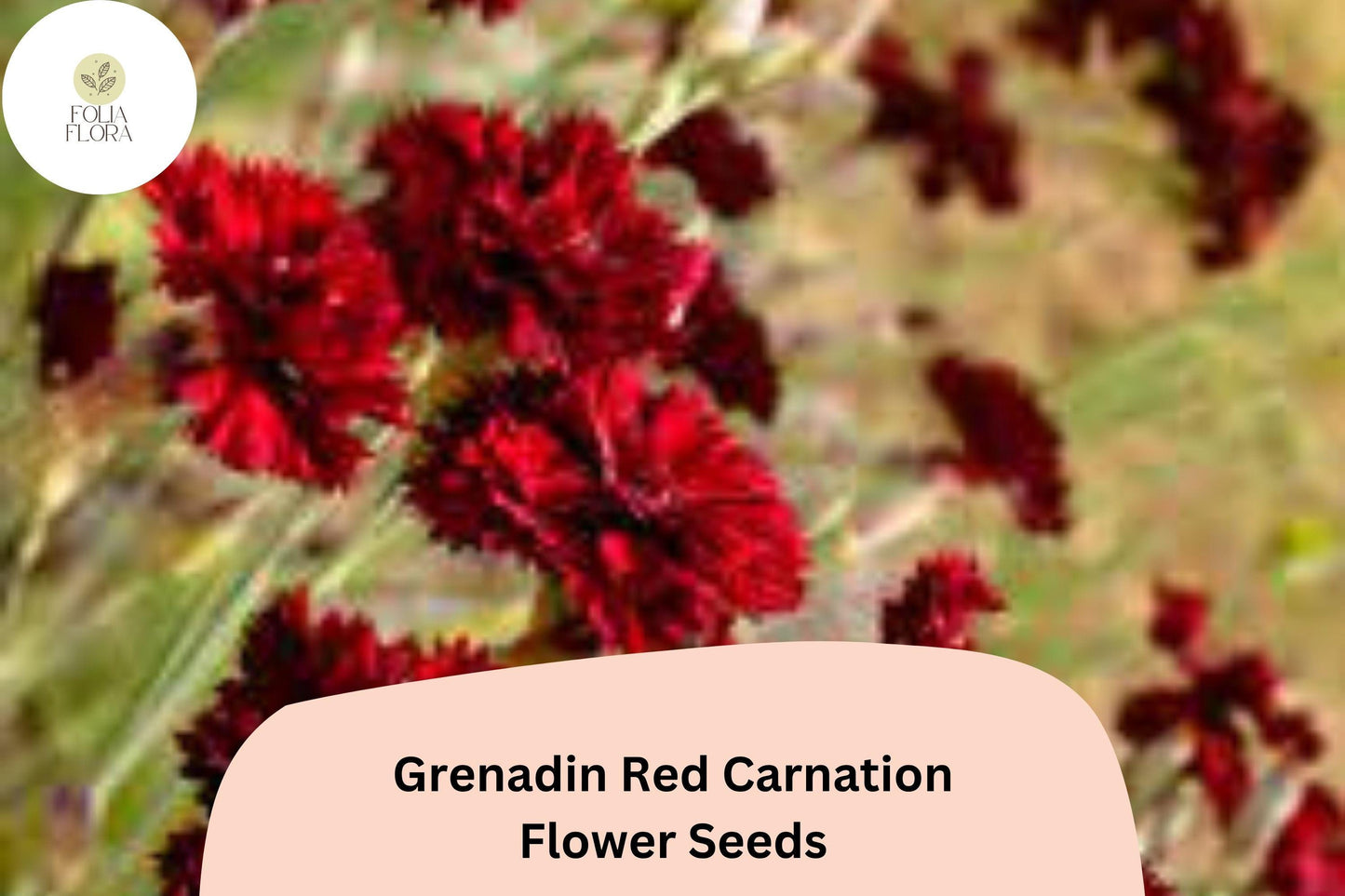 200+ Grenadin Red Carnation Seeds: Bright Red Double Blooms, Fragrant Hardy Perennial Dianthus