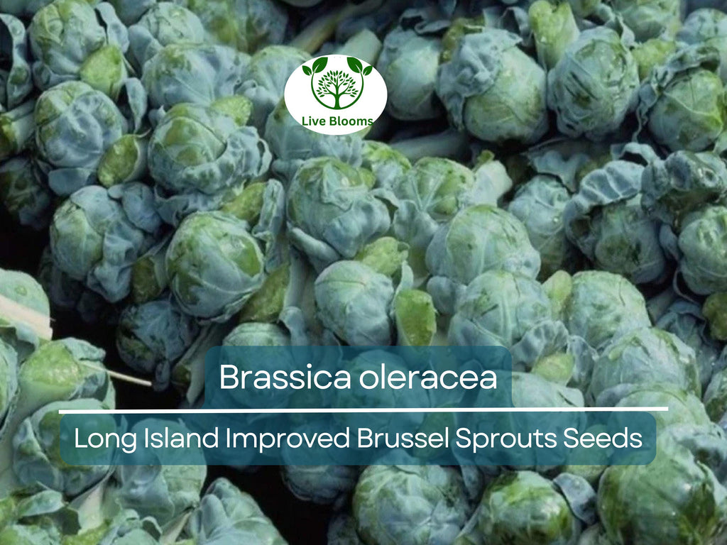250 Seeds Long Island Improved Brussel Sprouts - Brassica oleracea | Heirloom Variety for Planting, Gardening & Nutritious Harvest