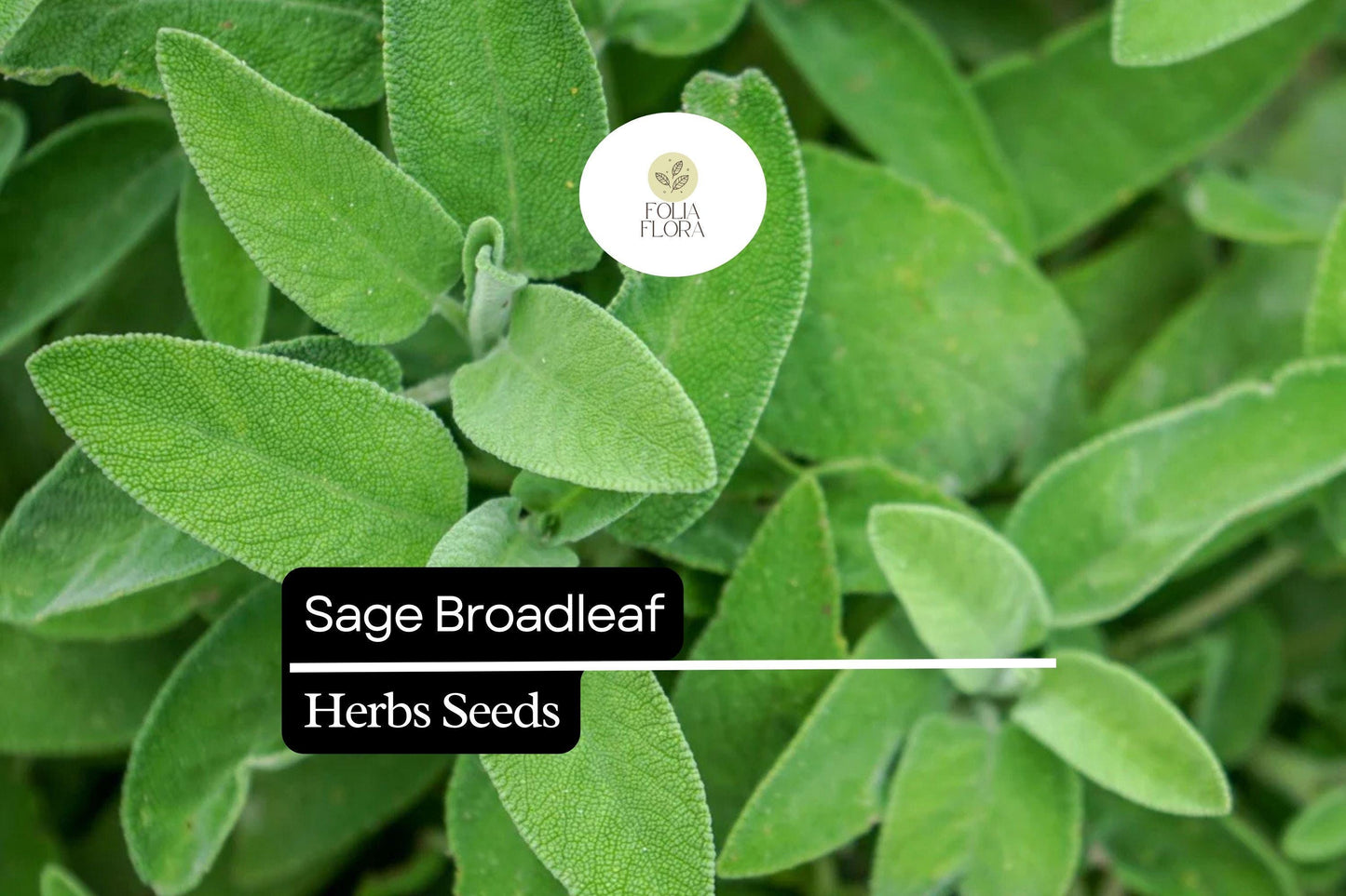 50 Seeds Sage Broadleaf, Salvia Officinalis, Aromatic Culinary Herb for Garden and Kitchen