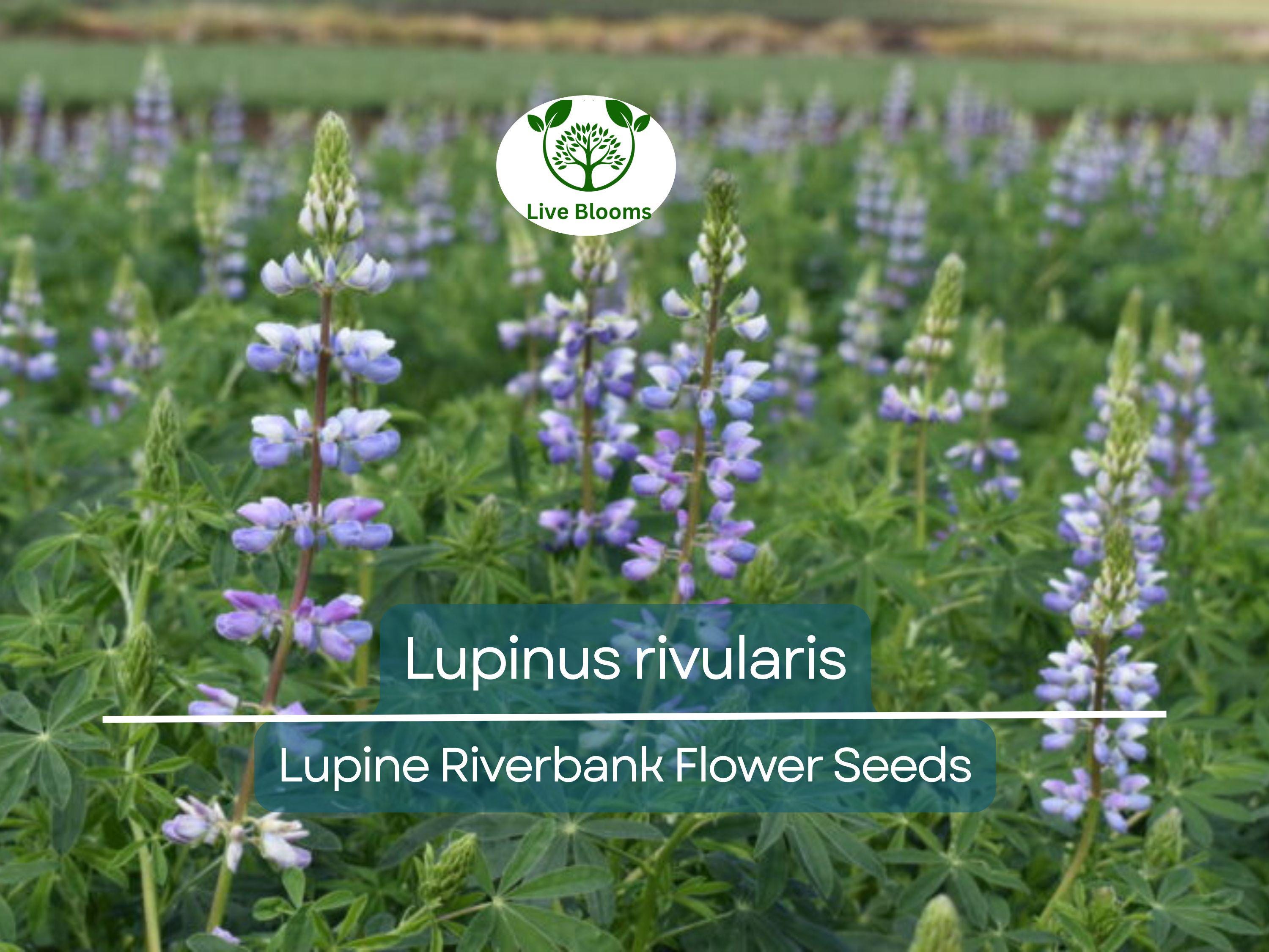 15 Seeds Lupine Riverbank for Planting – Lupinus rivularis, Perennial Flower, Blue Blooms, Attracts Pollinators, Hardy for Garden Borders